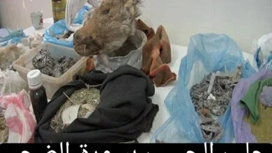 جلب الحبيب بسورة الضحى